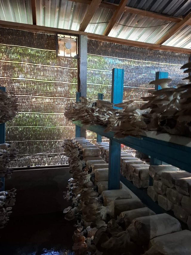 Grow room interior with grey oyster mushrooms fruiting on racks of grow bags