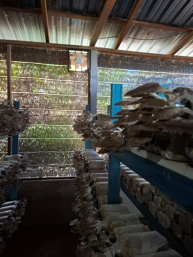 Grey oyster mushrooms fruiting on shelving under shade netting in the grow room