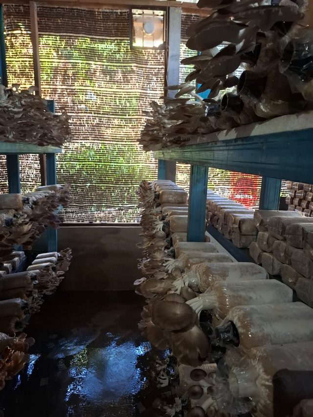 Aisle between racks of grow bags with fruiting grey oyster mushrooms