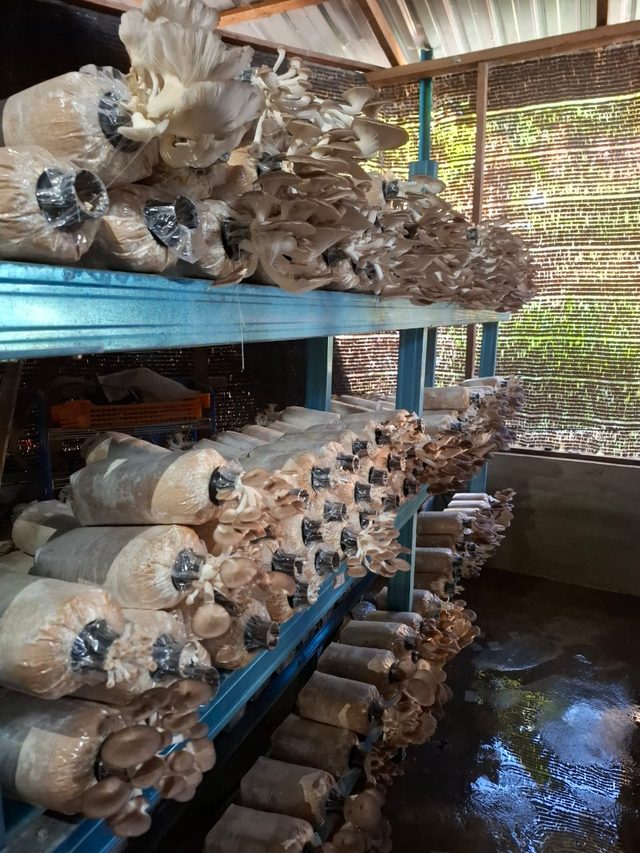 Rows of grow bags with grey oyster mushrooms ready to harvest