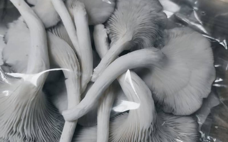 Close-up of fresh grey oyster mushrooms harvested daily at Maoshen Group Farm