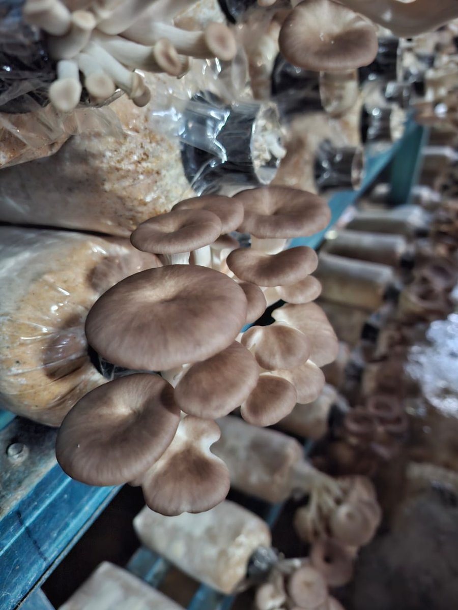 Grey oyster mushrooms fruiting on grow bags in Maoshen Group Farm's smart grow room in Balik Pulau, Penang