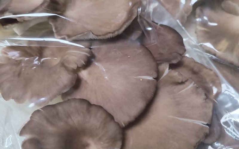 Packed fresh grey oyster mushroom caps from Maoshen Group Farm