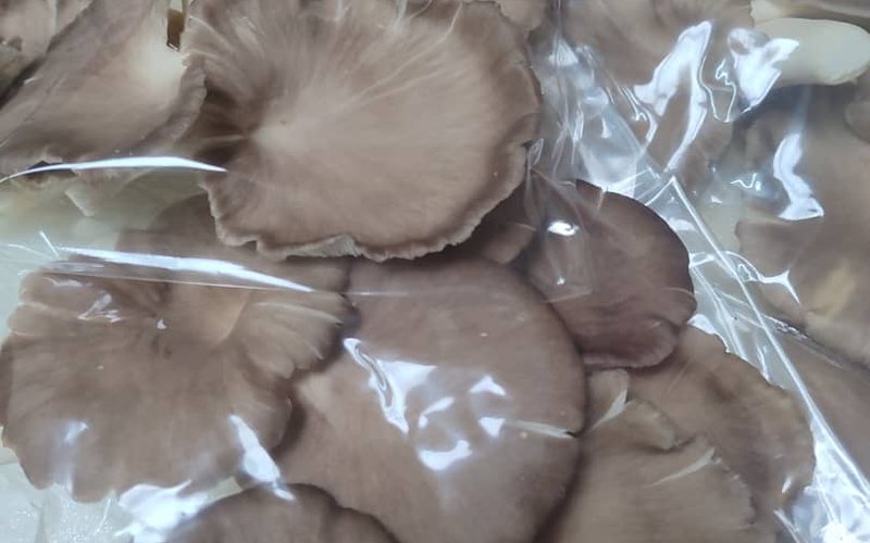 Packed grey oyster mushrooms ready for retail and wholesale supply from Maoshen Group Farm