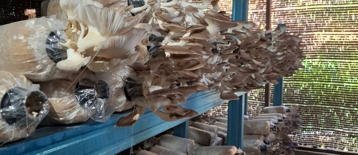 Rows of grey oyster mushrooms fruiting on grow bags in Maoshen Group Farm's climate-controlled grow room